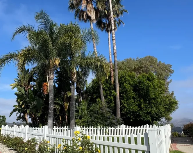 Tree Care Services