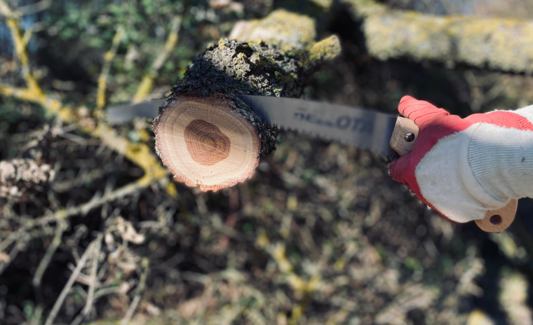 Tree Pruning & Tree Trimming Services