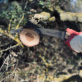 Tree Pruning & Tree Trimming Services