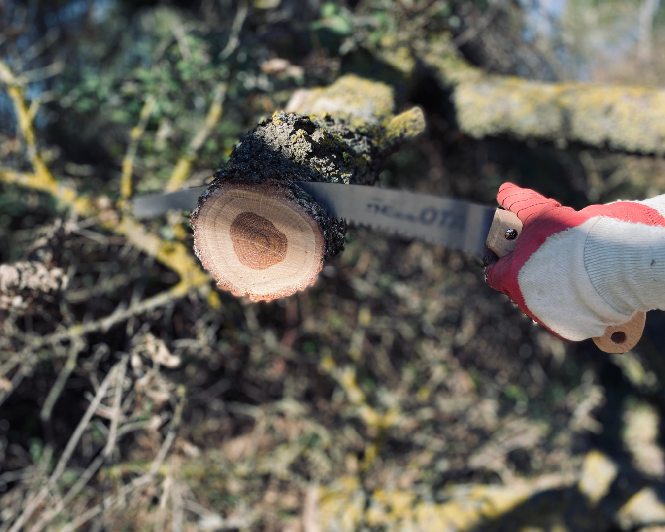 Tree Pruning & Tree Trimming Services