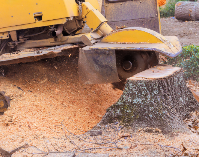 Tree Stump Removal Services