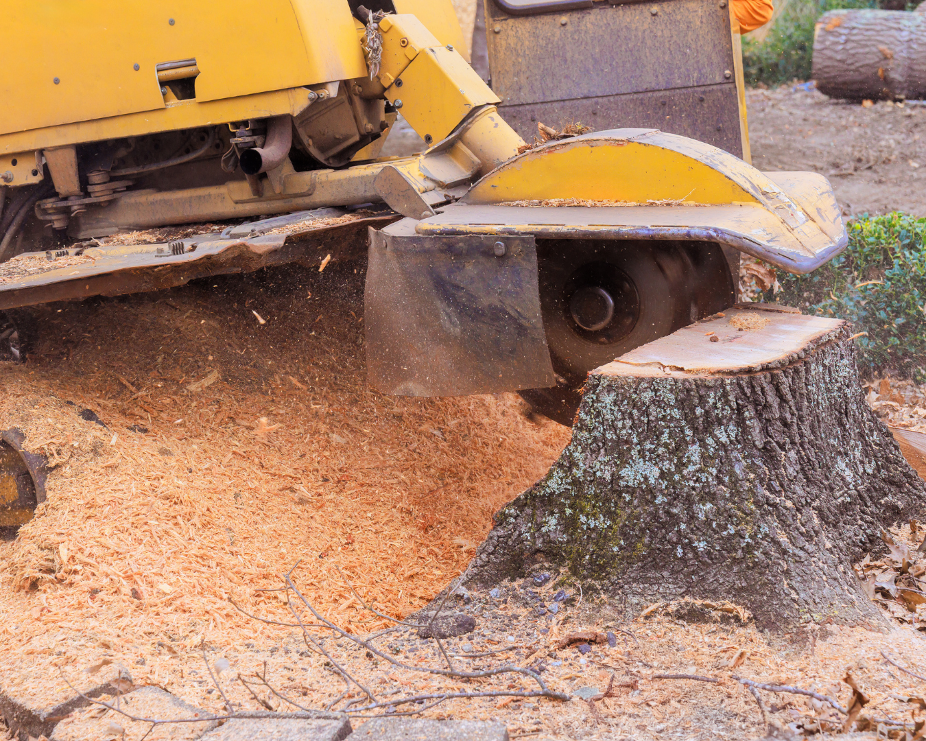 Tree Stump Removal Services