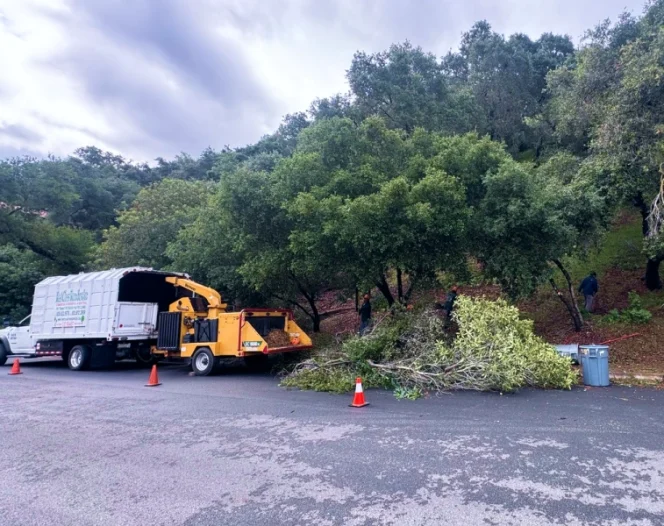tree service camarillo ca 1