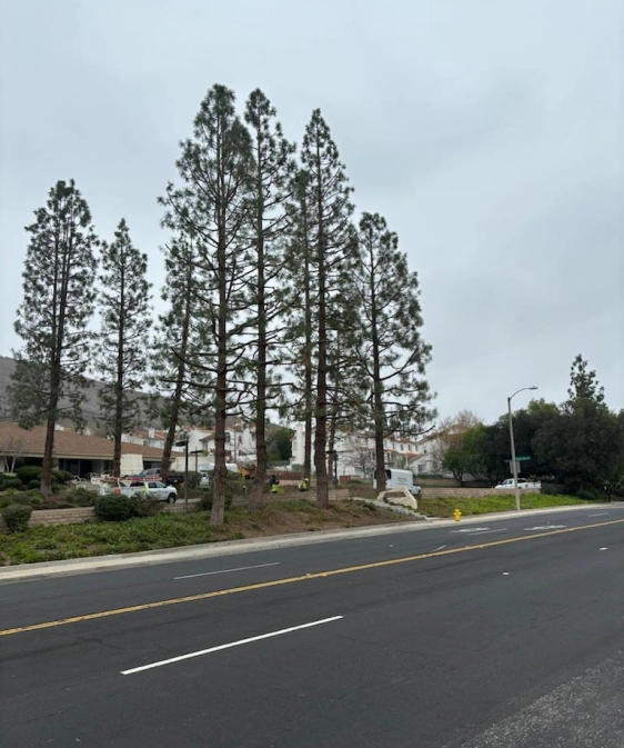 Commercial Tree Services Slider