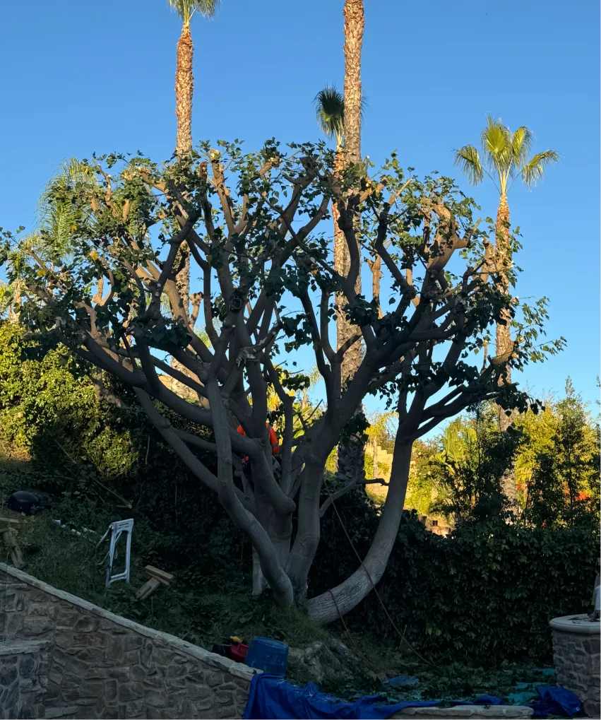Tree Pruning & Tree Trimming Services