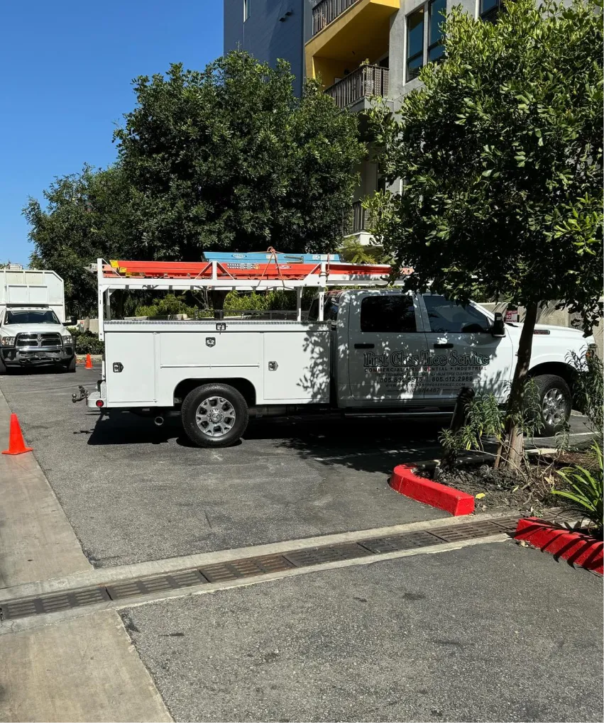 Tree Removal Services