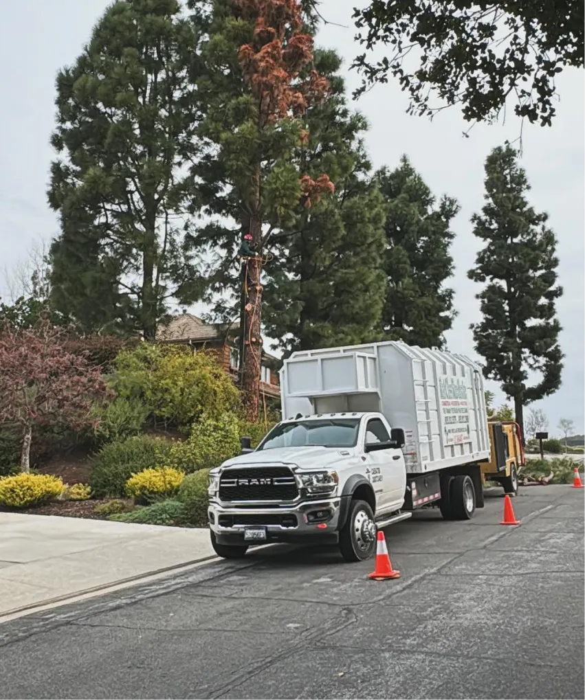 Tree Stump Removal Services