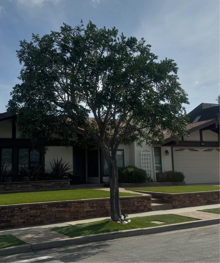 Tree Transplanting